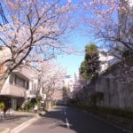 高槻市や茨木市など、そよかぜ霊園周辺の桜